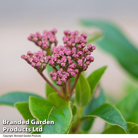 Viburnum tinus