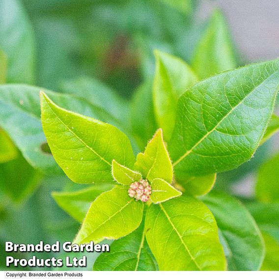 Viburnum tinus