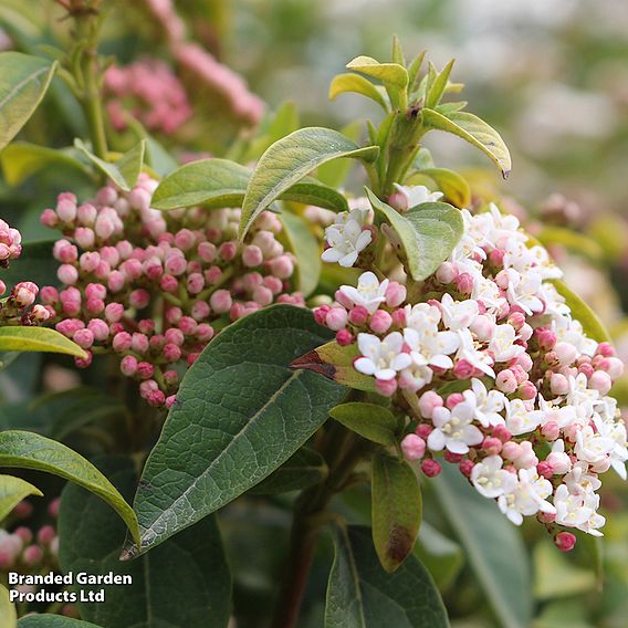 Viburnum tinus