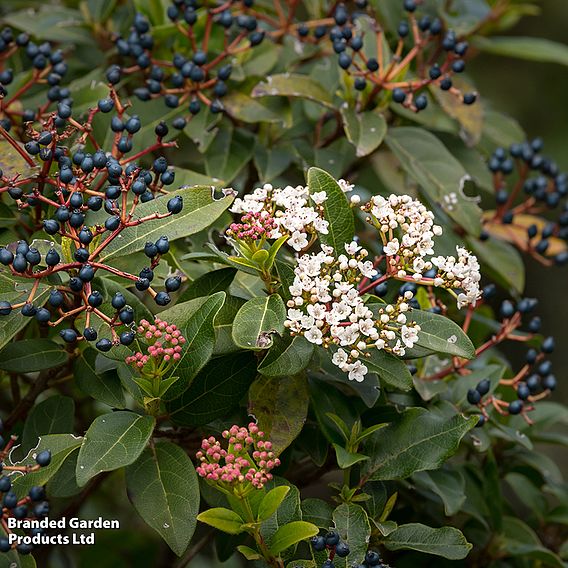 Viburnum tinus