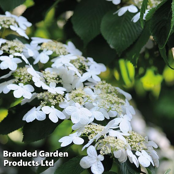 Viburnum plicatum 'Watanabe'