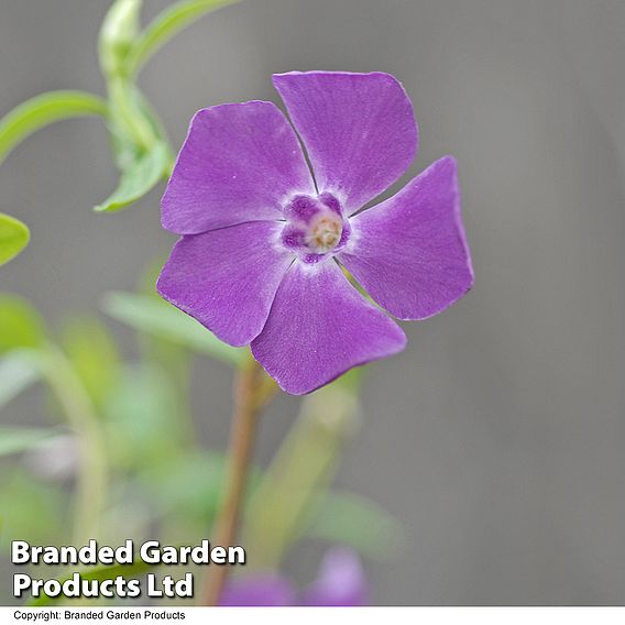 Vinca minor 'Atropurpurea'