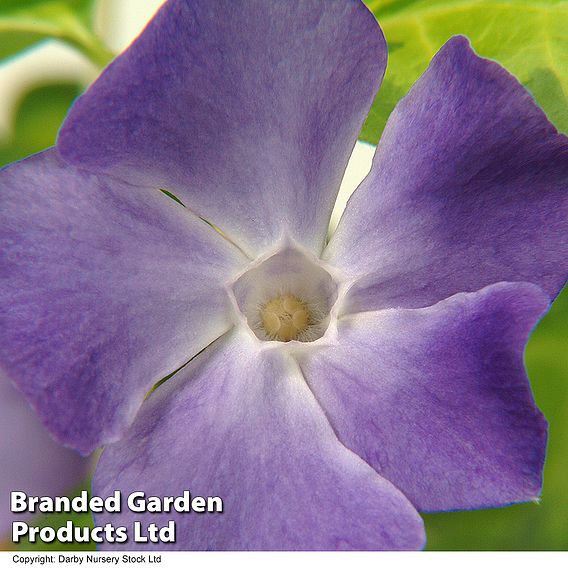 Vinca major 'Maculata'