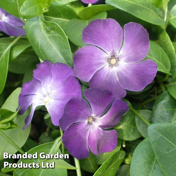 Vinca minor