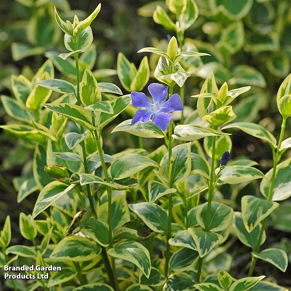 Vinca major 'Variegata'