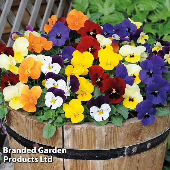 Viola 'Most Scented Mix'