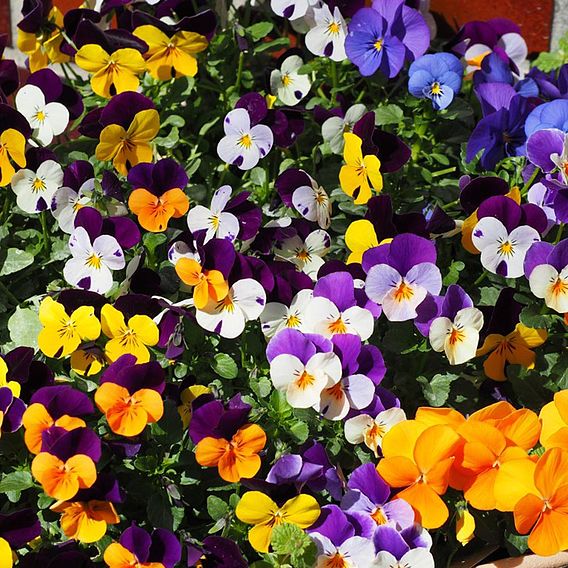 Viola 'Pot Pouri Mixed'