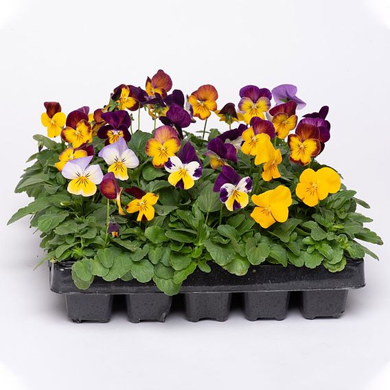 Viola 'Pot Pouri Mixed'