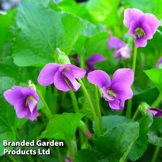 Viola sororia 'Rubra'