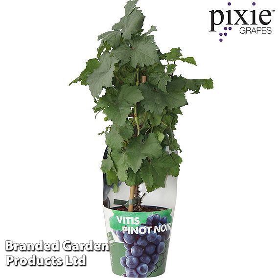 Grape Pixie™ 'Pinot Noir'