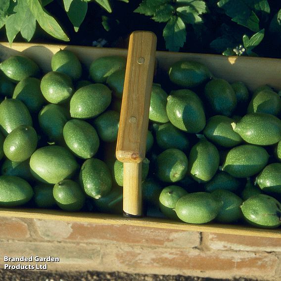 Walnut (Juglans) 'Broadview'