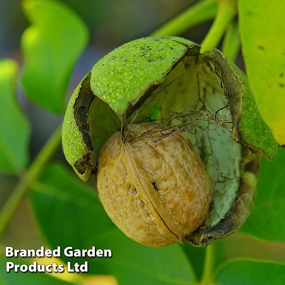 Walnut 'Europa'