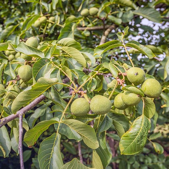 Walnut 'Lara'®