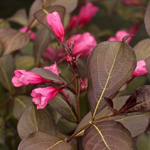 Weigela florida 'Alexandra'