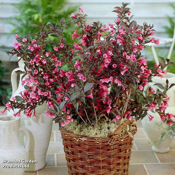 Weigela florida 'Alexandra'