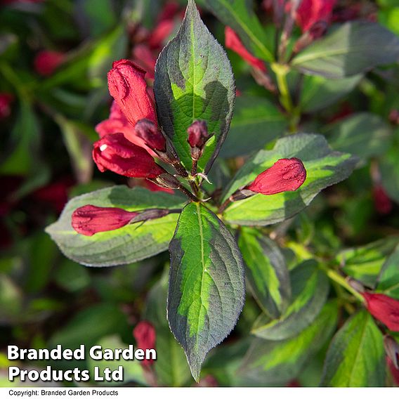 Weigela 'Camouflage'