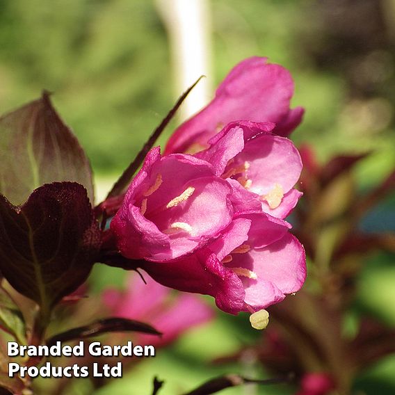 Weigela florida 'Minor Black'