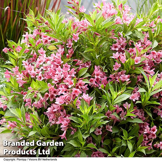 Weigela 'Picobella Rosa'