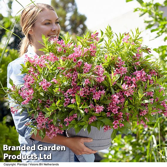 Weigela 'Picobella Rosa'