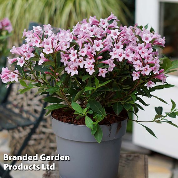 Weigela florida 'Pink Poppet'