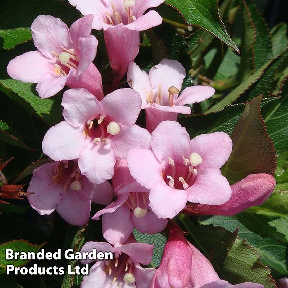 Weigela florida 'Pink Poppet'