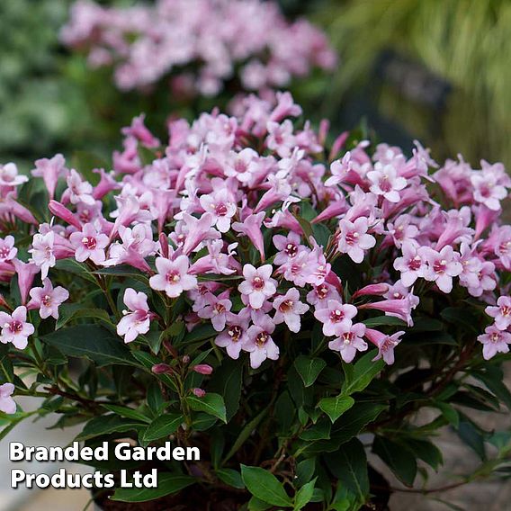 Weigela florida 'Pink Poppet'