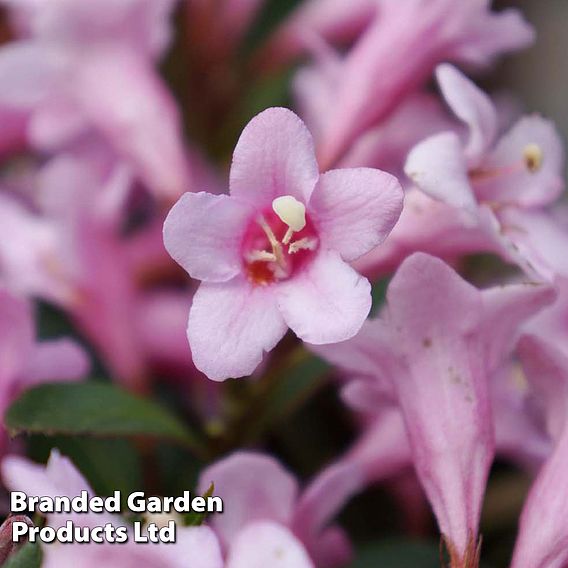 Weigela florida 'Pink Poppet'