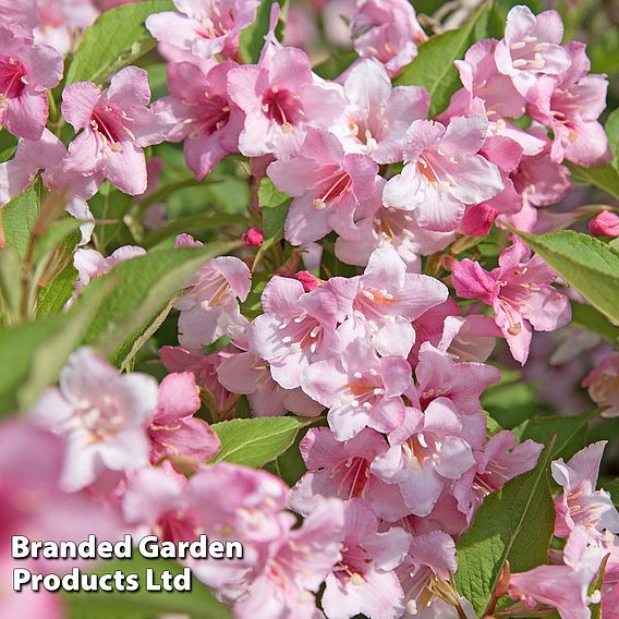 Spring Saver Shrub Collection