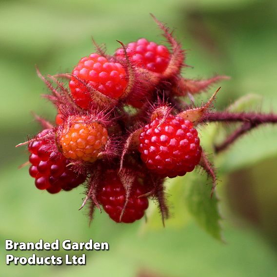 Wineberry