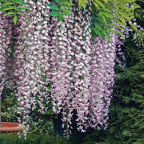 Wisteria floribunda 'Rosea'