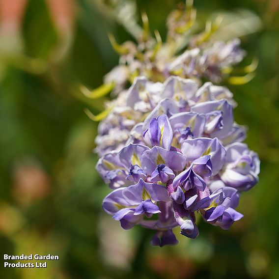 Wisteria frutescens 'Amethyst Falls'