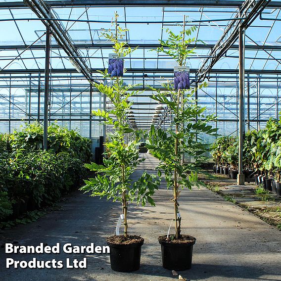 Wisteria floribunda 'Burford'