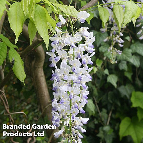 Wisteria floribunda 'Macrobotrys' Group