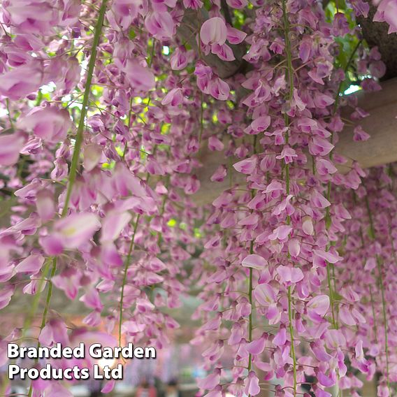 Wisteria sinensis 'Rosea'