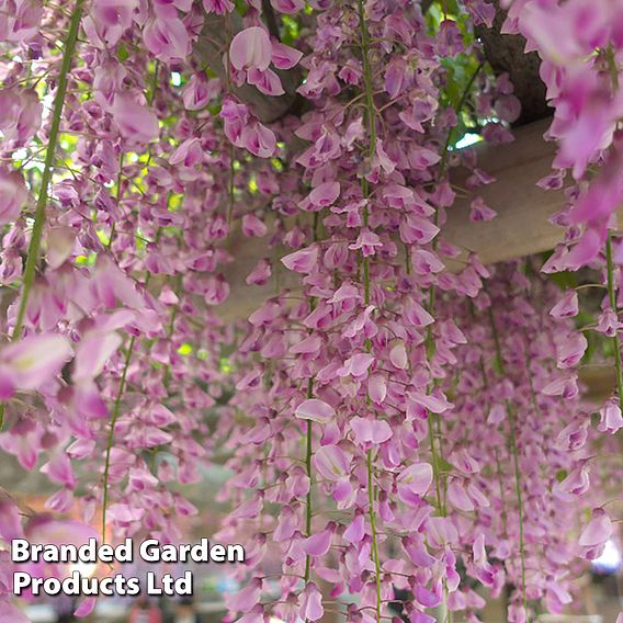 Wisteria Trio