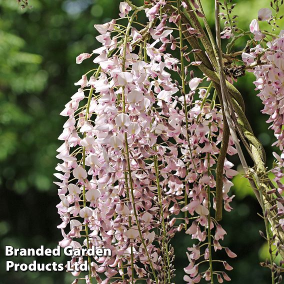 Wisteria sinensis 'Rosea'