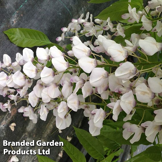 Wisteria sinensis 'Rosea'