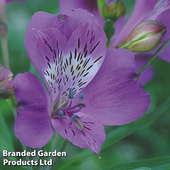 Alstroemeria 'Allure'