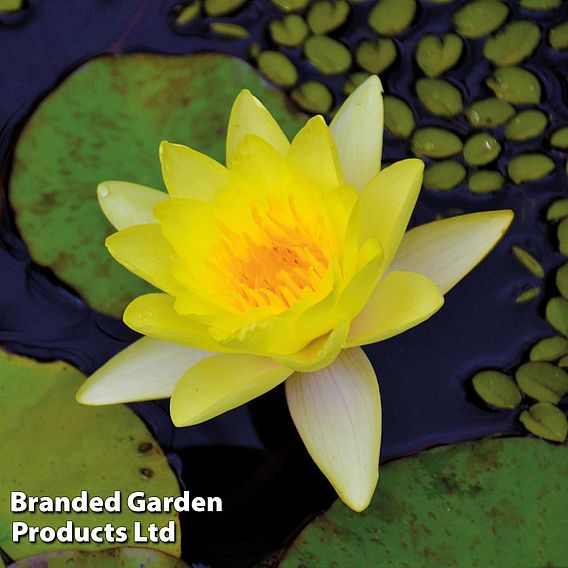 Water Lily Trio with a Pond Basket