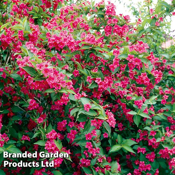 Weigela 'Bristol Ruby'