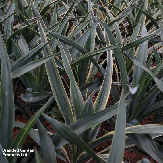 Yucca gloriosa 'Variegata'