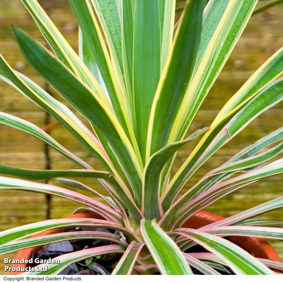 Yucca gloriosa 'Variegata'