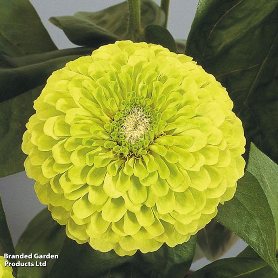 Zinnia 'Lime Green'