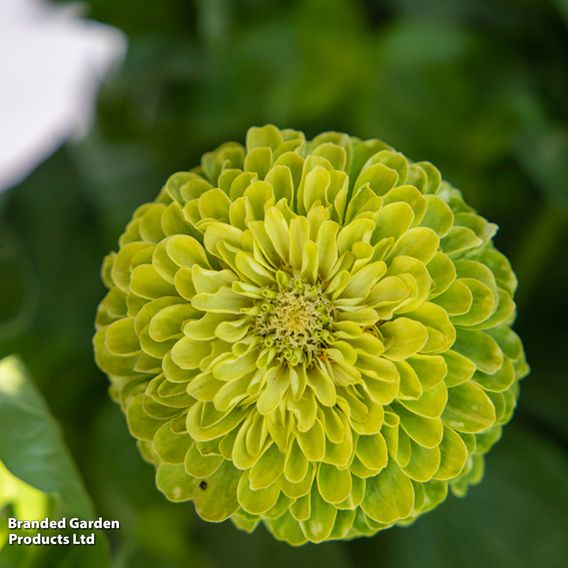 Zinnia 'Lime Green'