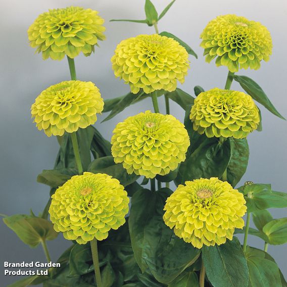 Zinnia 'Lime Green'