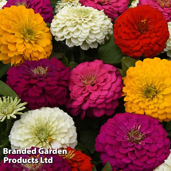 Zinnia 'Zesty'