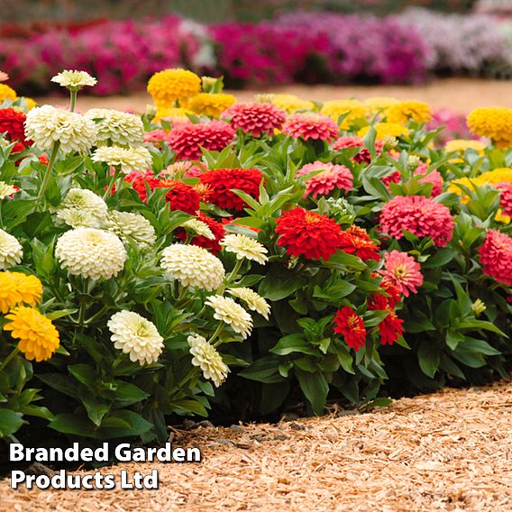 Zinnia 'Zesty'