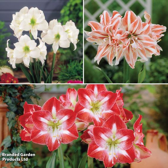 Amaryllis Trio