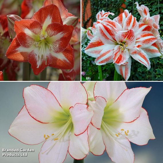 Amaryllis Trio