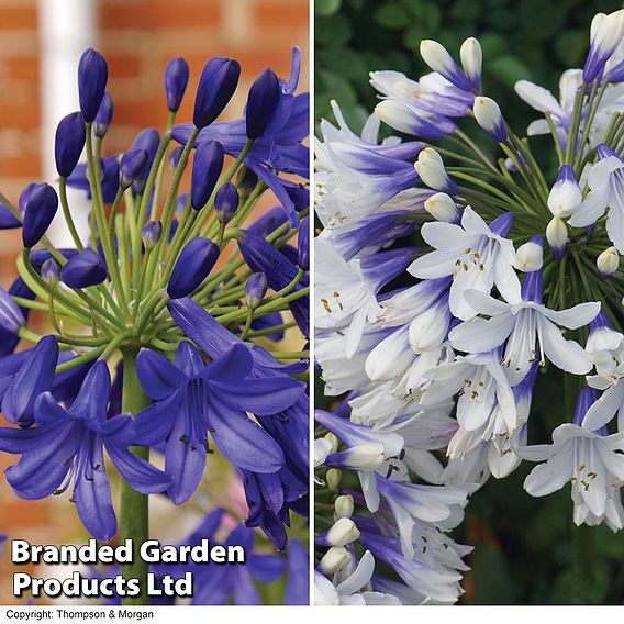 Agapanthus Duo Collection